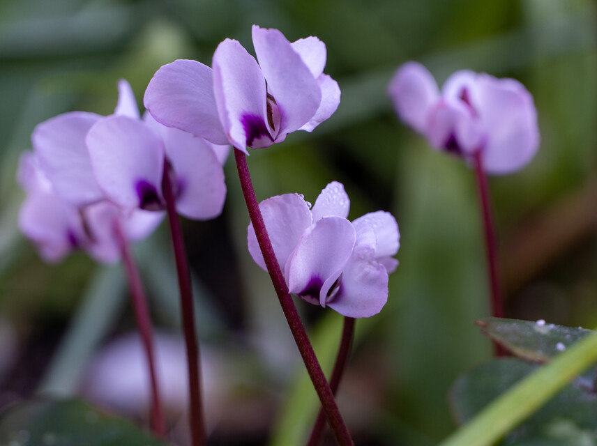 Cyclamen